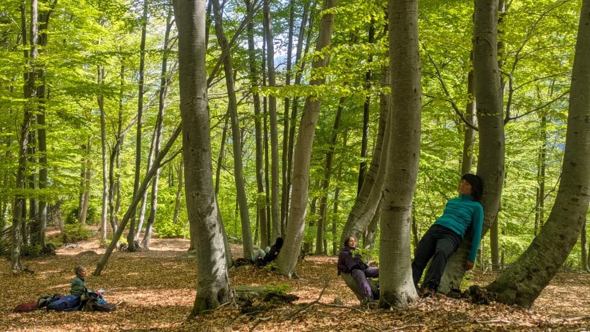 Forest bathing tra gli alberi a Macugnaga
